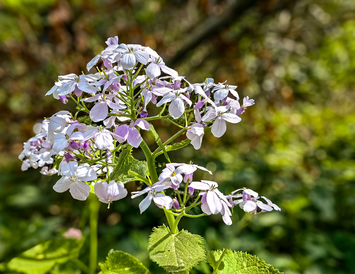 Ausdauerndes Silberblatt