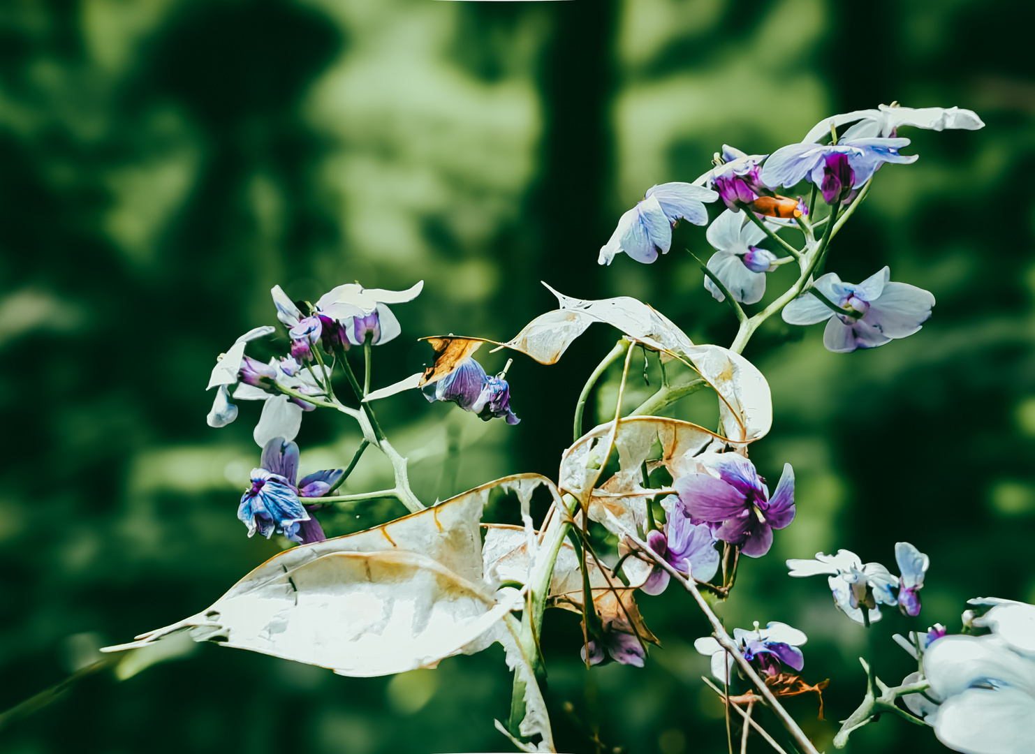 Ausdauerndes Silberblatt Lunaria rediviva