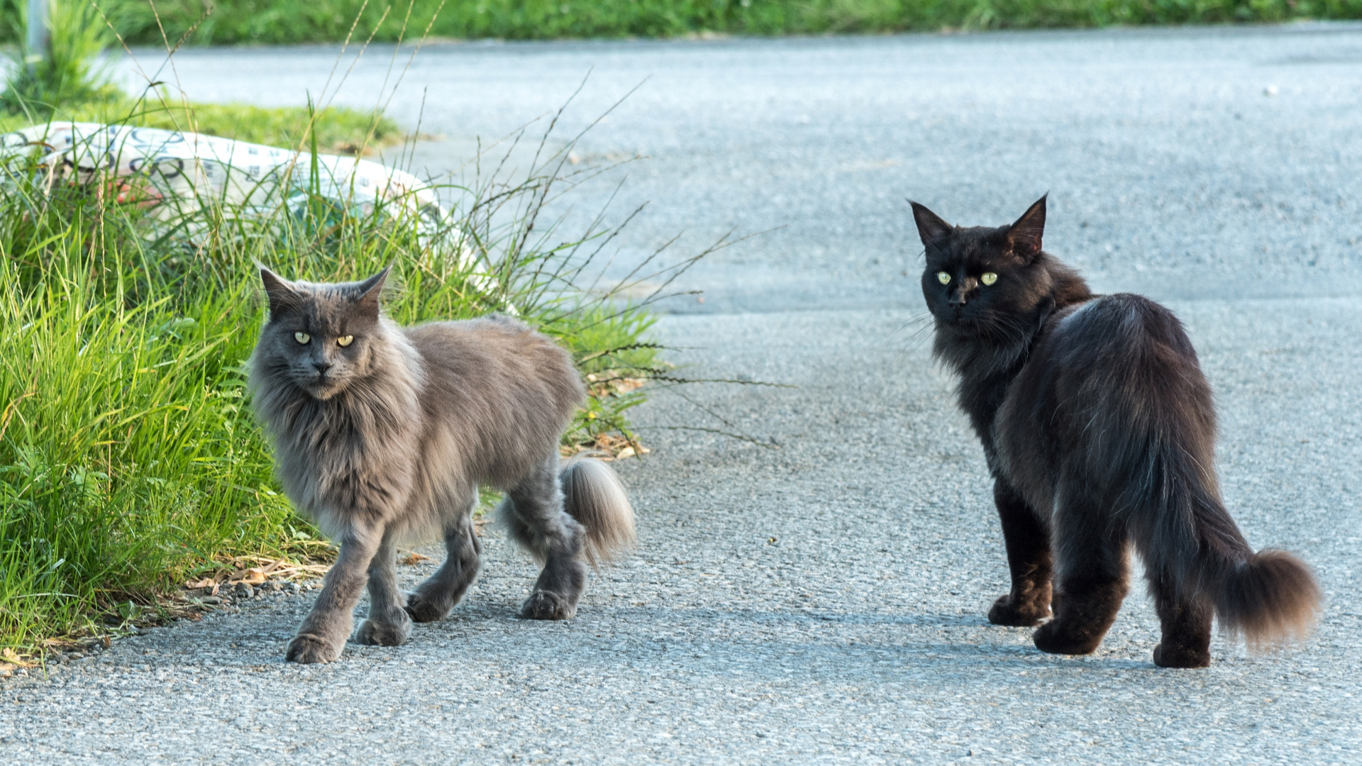 Ausdrucksstarke Katzen