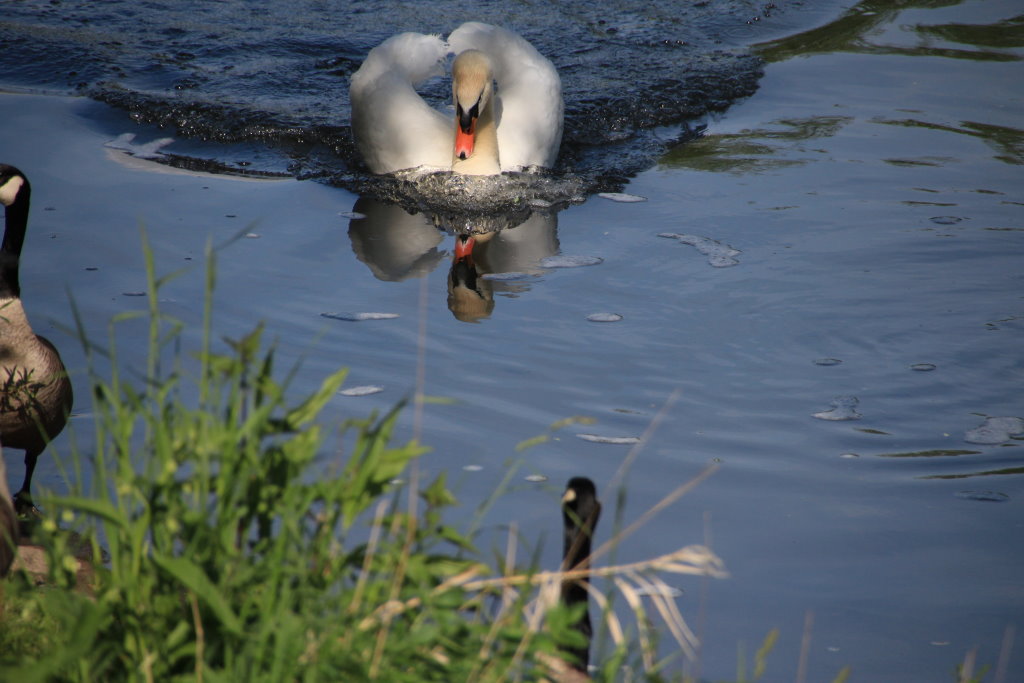 Ausdruckstarker Blick von den Schwan