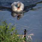 Ausdruckstarker Blick von den Schwan