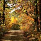 Aus(durch)blick auf den Herbst