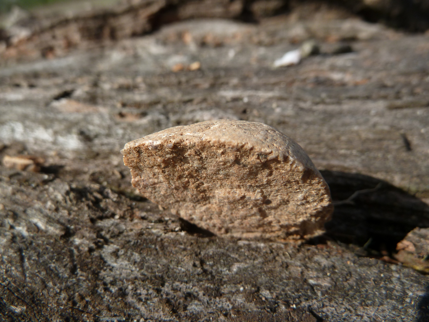 auseinander gebrochener kiesel + alter baum