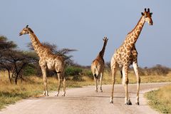 „Auseinander“. Giraffen, uneinig über den Weg