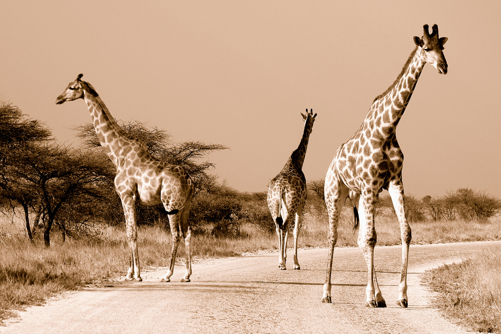 „Auseinander“. Giraffen, uneinig über den Weg (Sepia-Version)