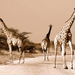 „Auseinander“. Giraffen, uneinig über den Weg (Sepia-Version)