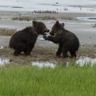 Auseinandersetzung unter Bärengeschwistern