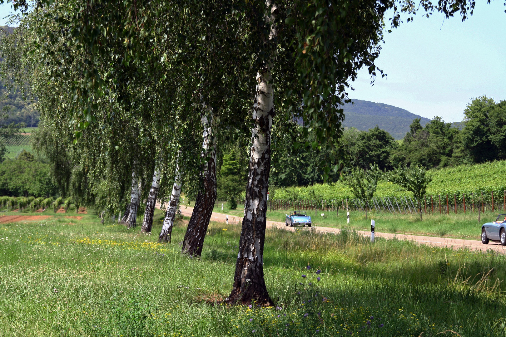 Ausfahrt an der Südlichen Weinstraße