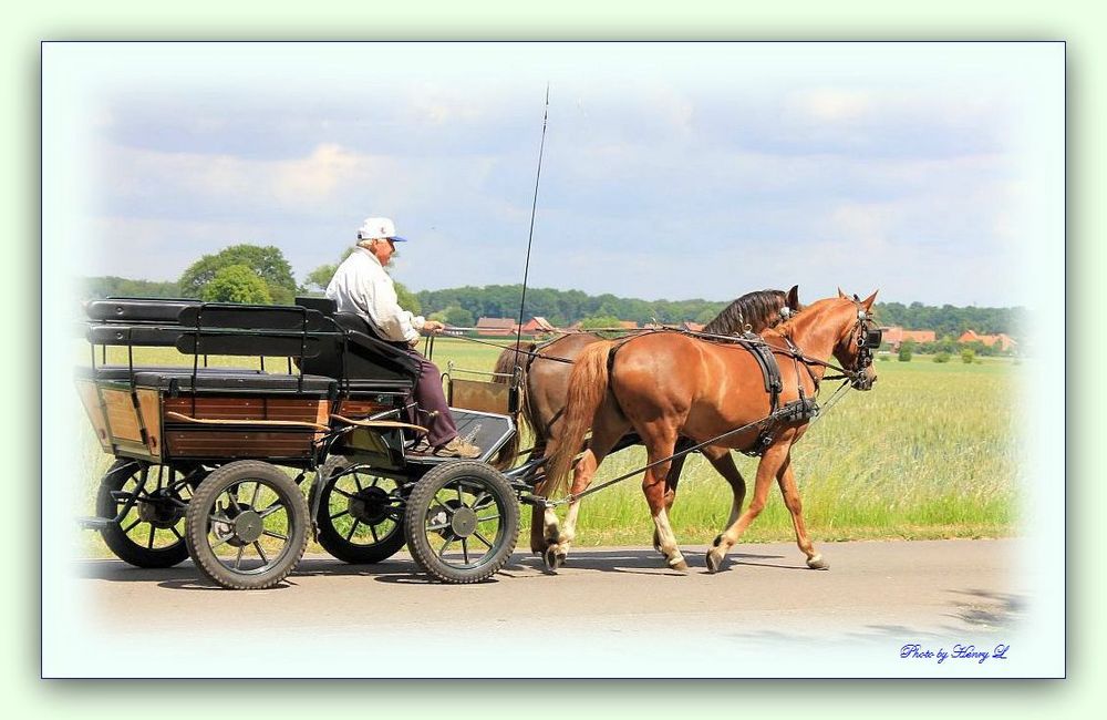 Ausfahrt mit Kutsche Foto &amp; Bild tiere, haustiere