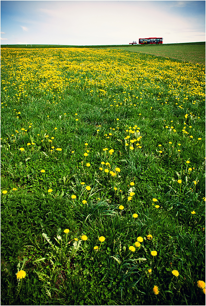 Ausfahrt? Pustekuchen... äh, Blume!