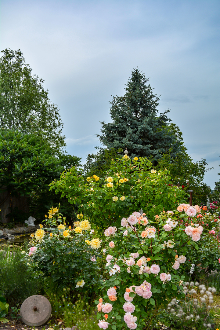 AusFather  und andere Edelrosen