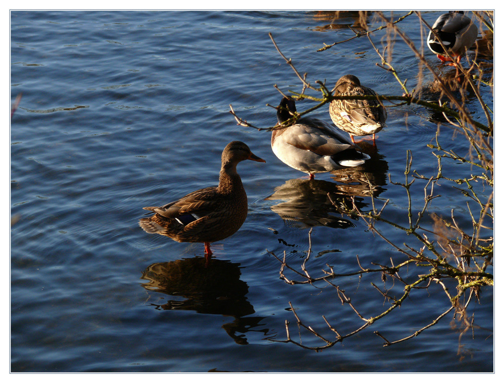 Ausflug am Teich