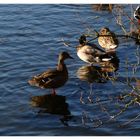 Ausflug am Teich