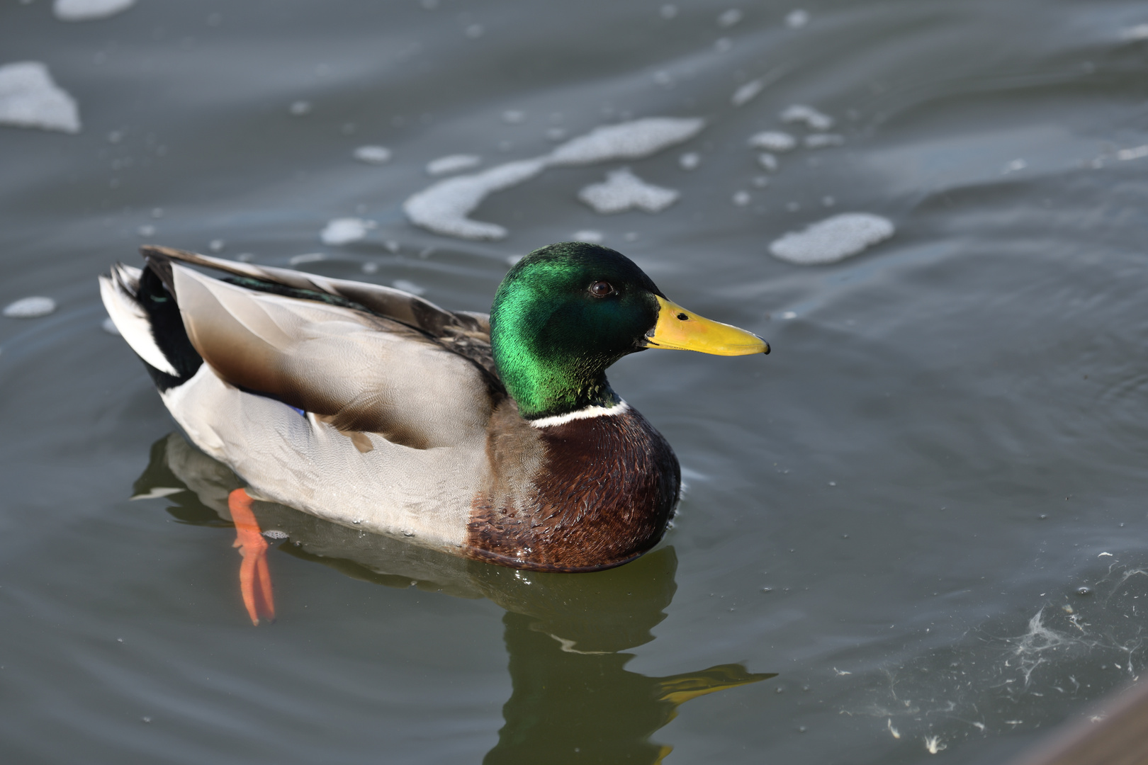 Ausflug ans Meer 1: Stockente