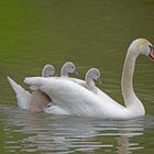 Ausflug auf Mamas Rücken