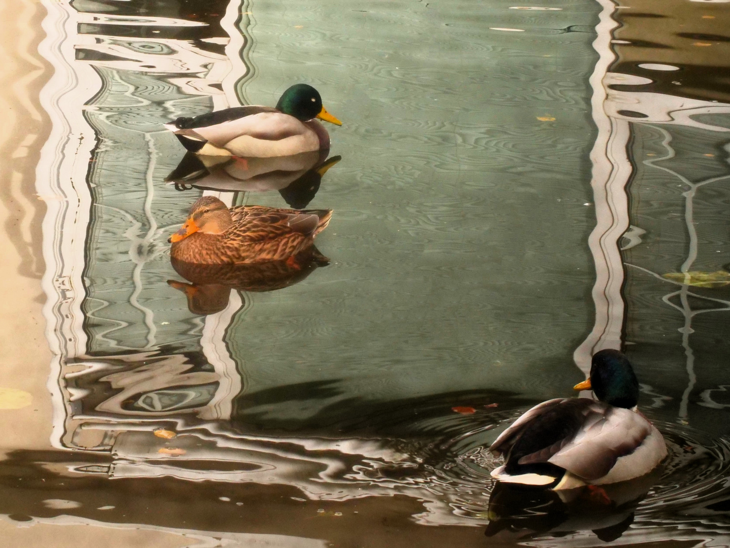 Ausflug der Enten in den Vergnügungspark