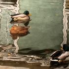 Ausflug der Enten in den Vergnügungspark