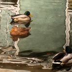 Ausflug der Enten in den Vergnügungspark