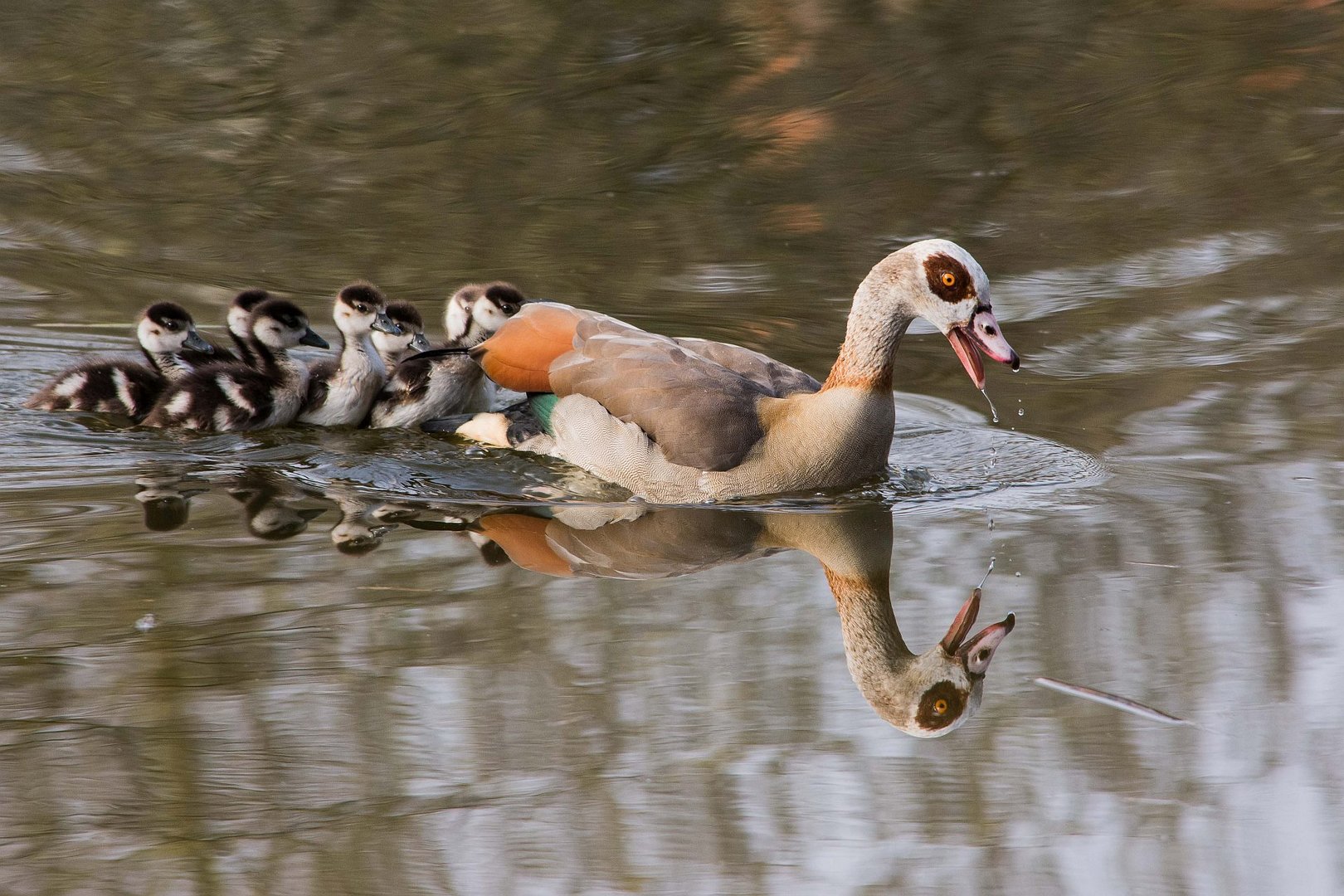 Ausflug der Familie Nilgans