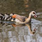 Ausflug der Familie Nilgans