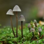 Ausflug der Familie Pilz