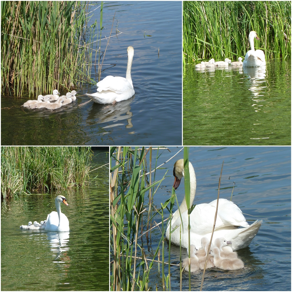 Ausflug der Familie Schwan