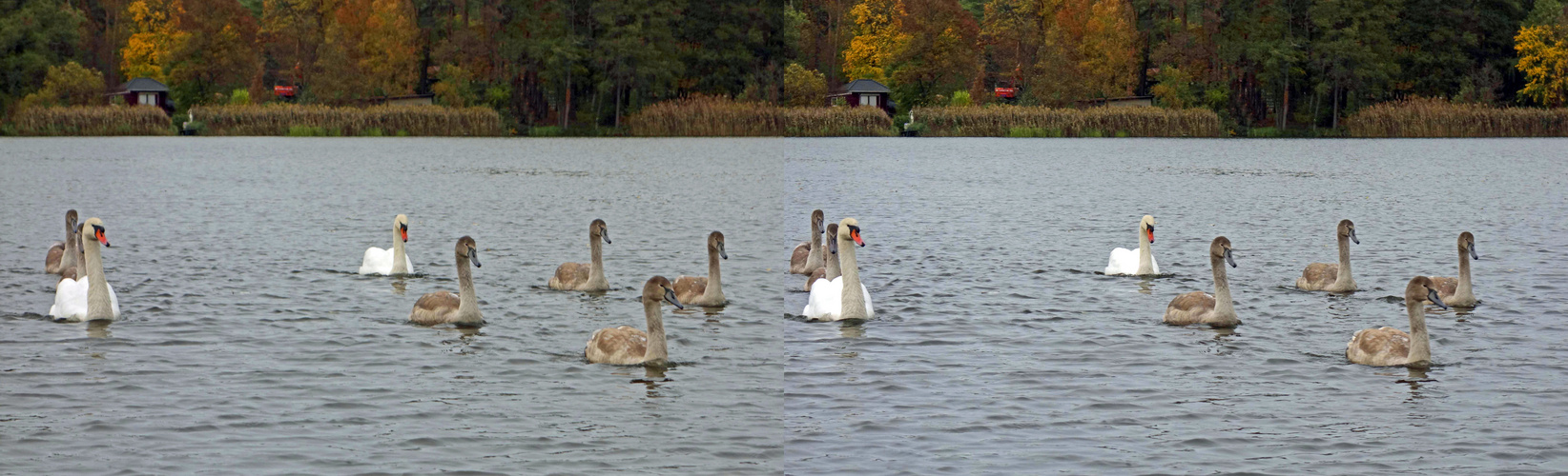 Ausflug der Großfamilie (3D X-view Kreuzblick stereo)