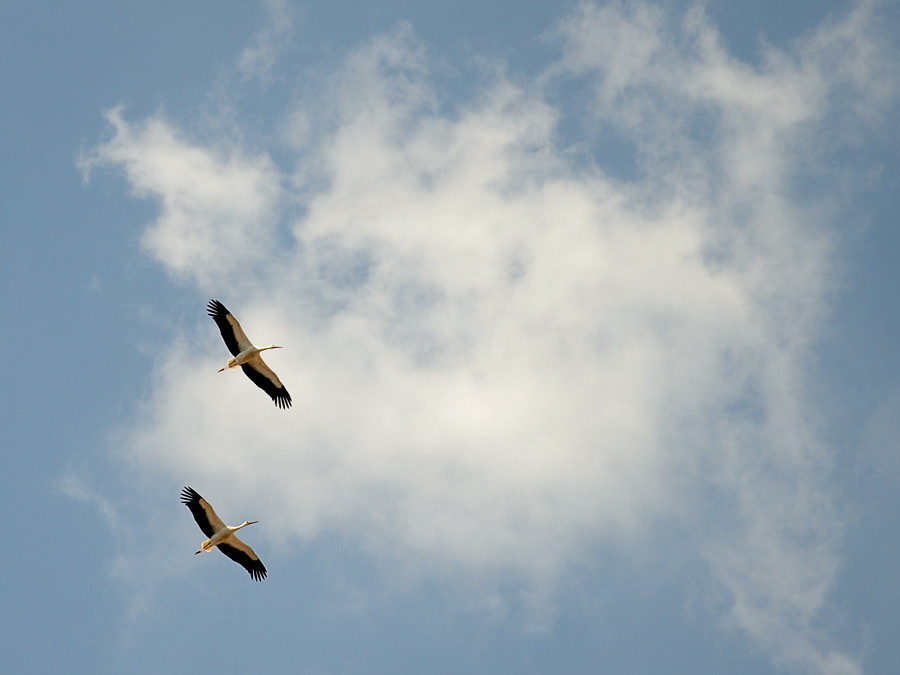 Ausflug der Jungstörche