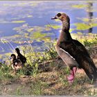 Ausflug der kleinen Familie (III)