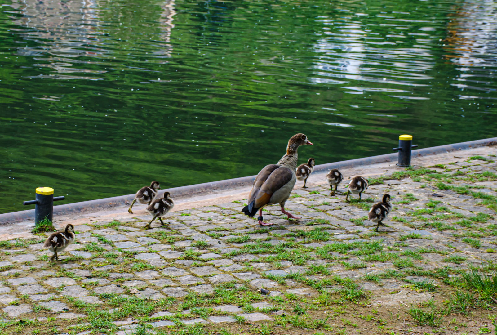 Ausflug  der kleinen Nilgänse 0470