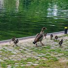 Ausflug  der kleinen Nilgänse 0470