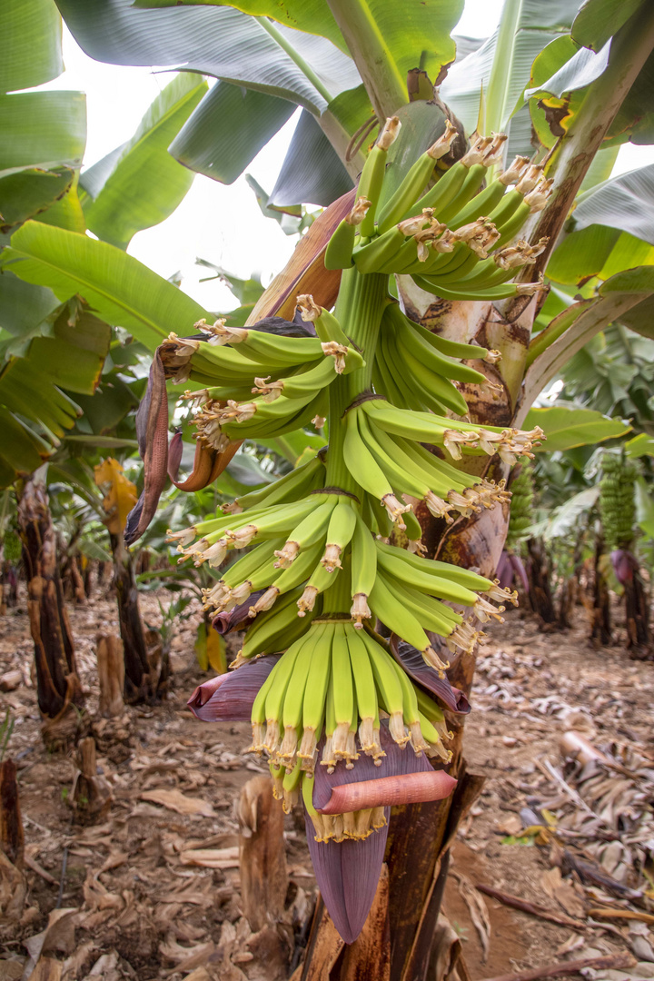 Ausflug durch eine Bananenplantage