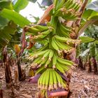 Ausflug durch eine Bananenplantage