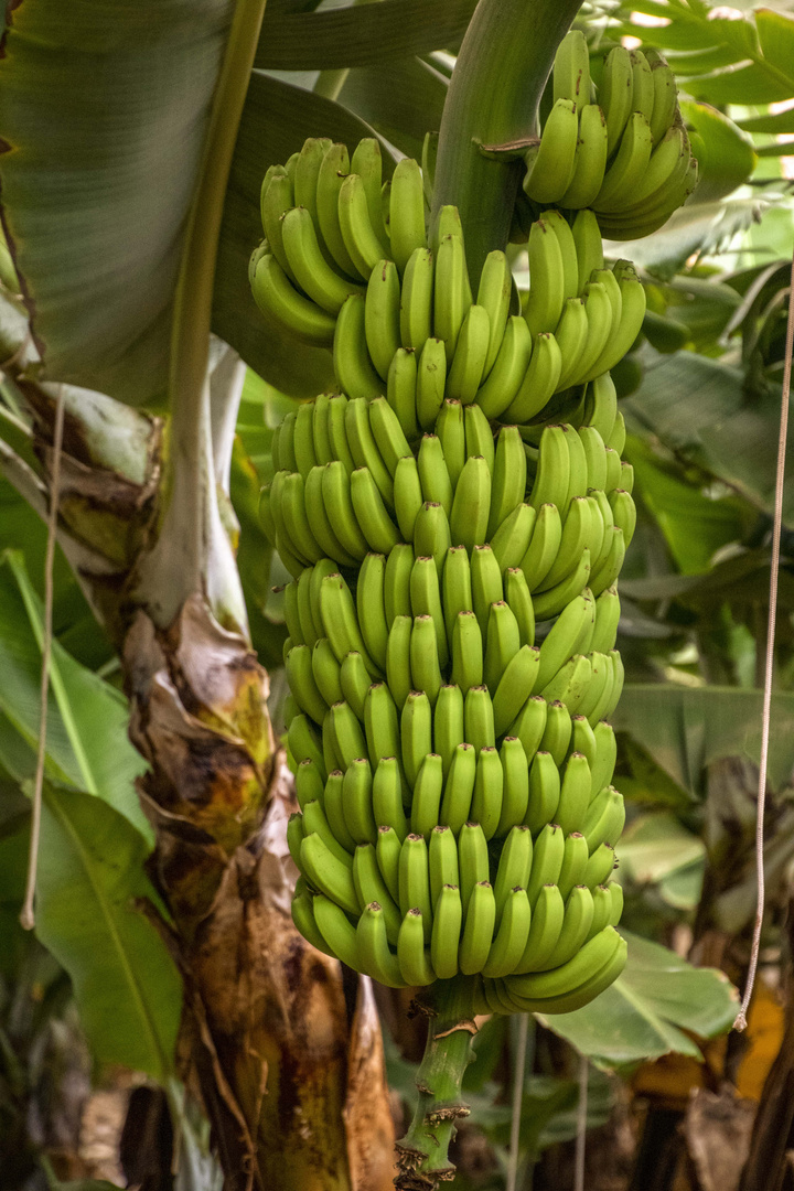 Ausflug durch eine Bananenplantage