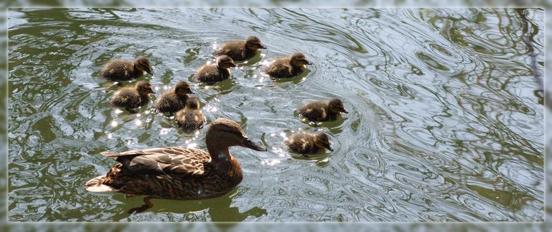 Ausflug einer kinderreichen Familie auf dem Neckar