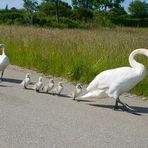 Ausflug einer Schwanenfamilie Teil 2