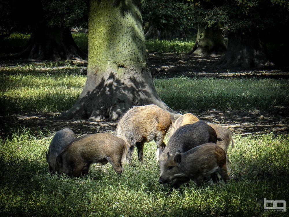 Ausflug einer Wildschweinrotte