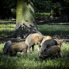 Ausflug einer Wildschweinrotte