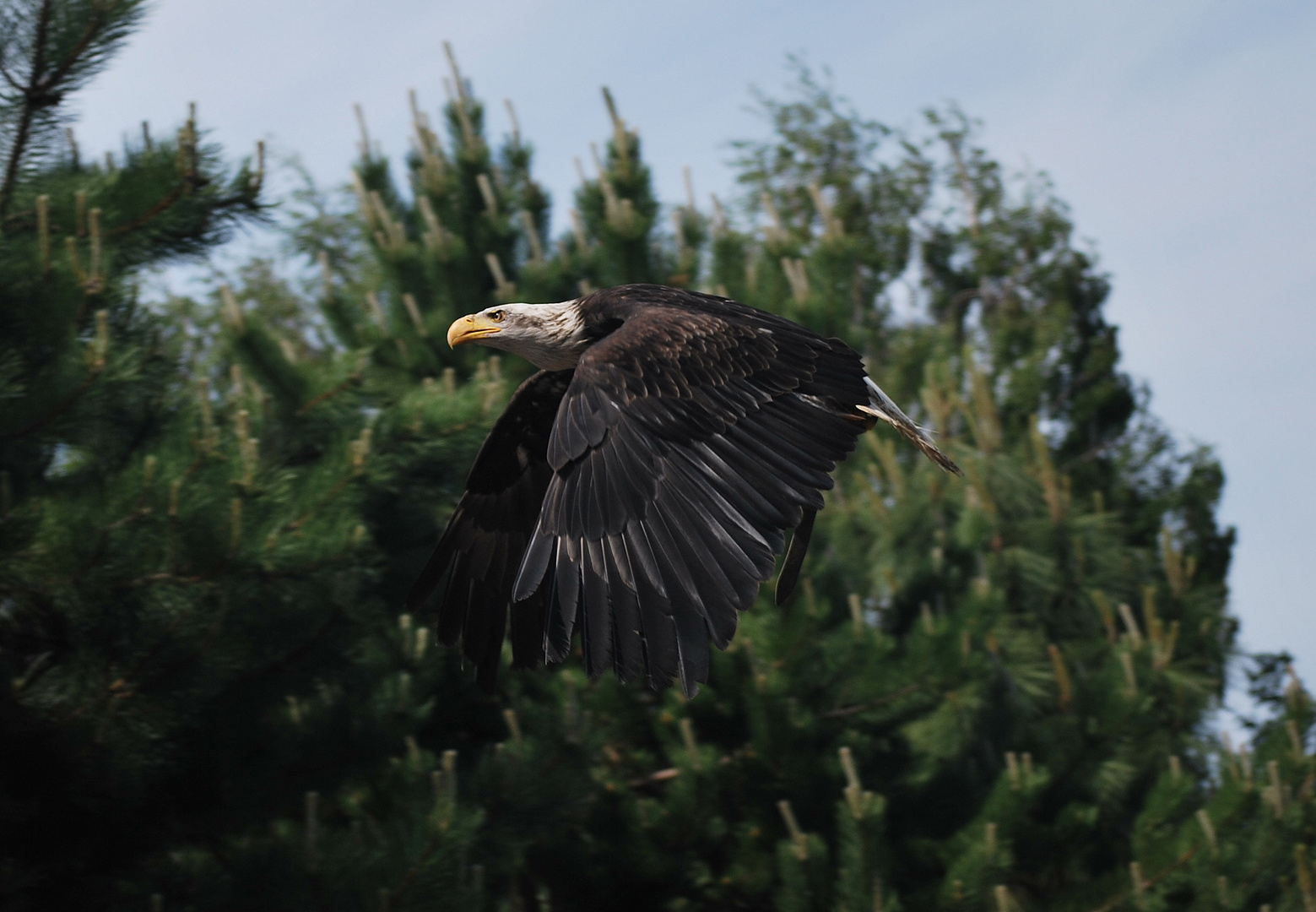 Ausflug eines Seeadlers