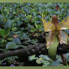 Ausflug in den Botanischen Garten