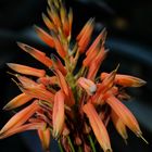 Ausflug in den Botanischen Garten