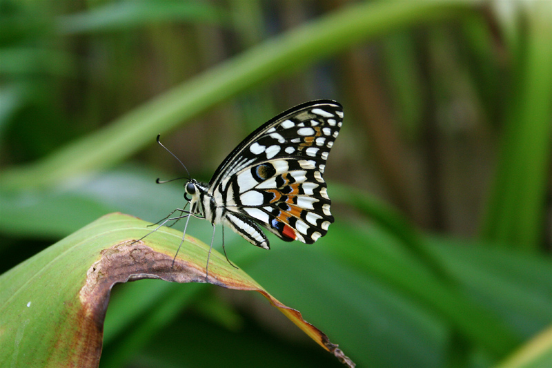 Ausflug in den botanischen Garten I