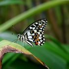 Ausflug in den botanischen Garten I