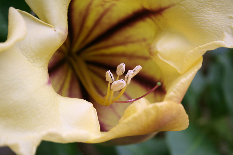 Ausflug in den botanischen Garten II