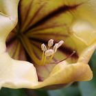 Ausflug in den botanischen Garten II