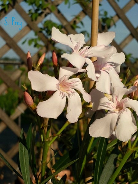 Ausflug in den Garten.