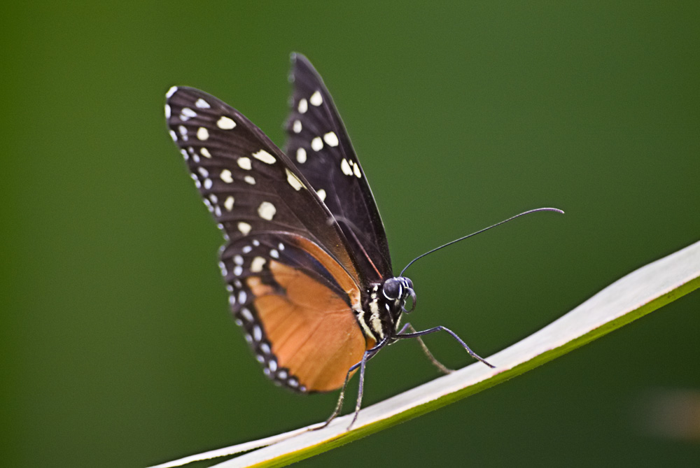 Ausflug in den Schmetterlingsgarten