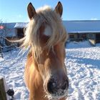 Ausflug in den Schnee