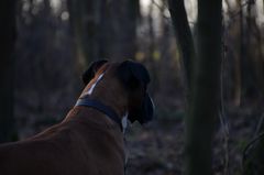 Ausflug in den Wald