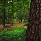 Ausflug in den Wald